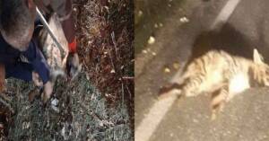 Otomobilin çarptığı çizgili sırtlan yaralandı Urfa’da Tedavi Altına Alındı