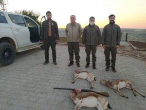 Şanlıurfa’da ceylanları avlayan 4 kişi suçüstü yakalandı