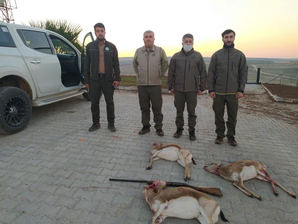 Şanlıurfa’da ceylanları avlayan 4 kişi suçüstü yakalandı