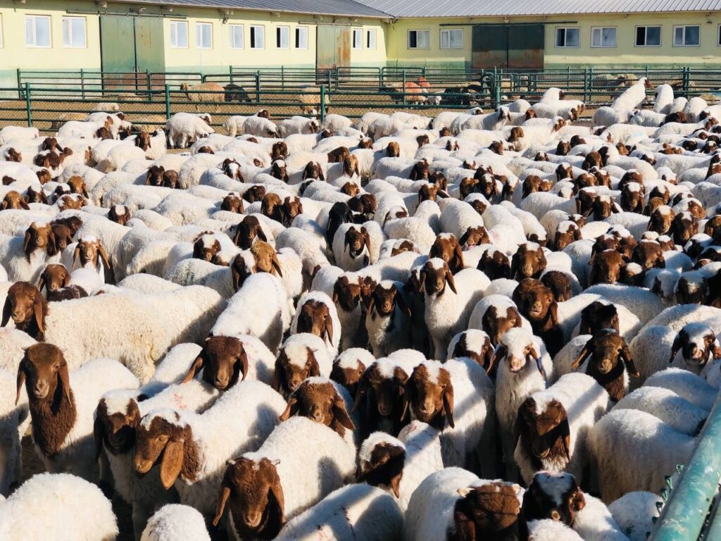 Şanlıurfa’da 37 bin 200 kuzu annesiyle buluştu