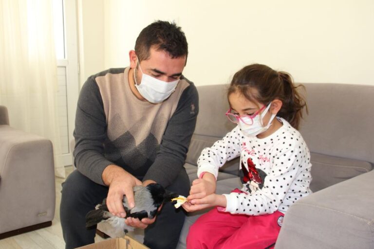 Uçamayan karganın kanatlarının kesildiği anlaşıldı