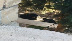 Şanlıurfalı gençler uyuşturucu batağına batıyor