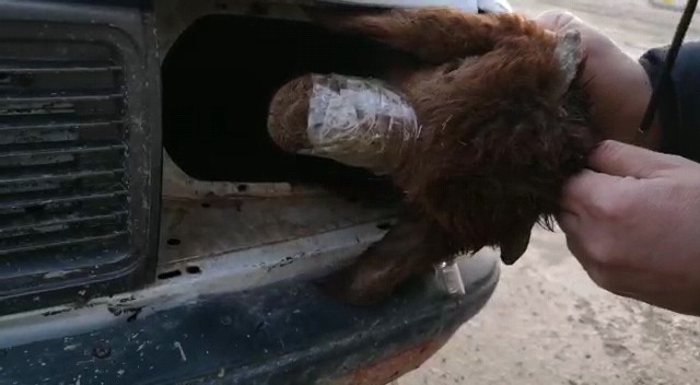 Şanlıurfa Gümrükte inanılmaz olay