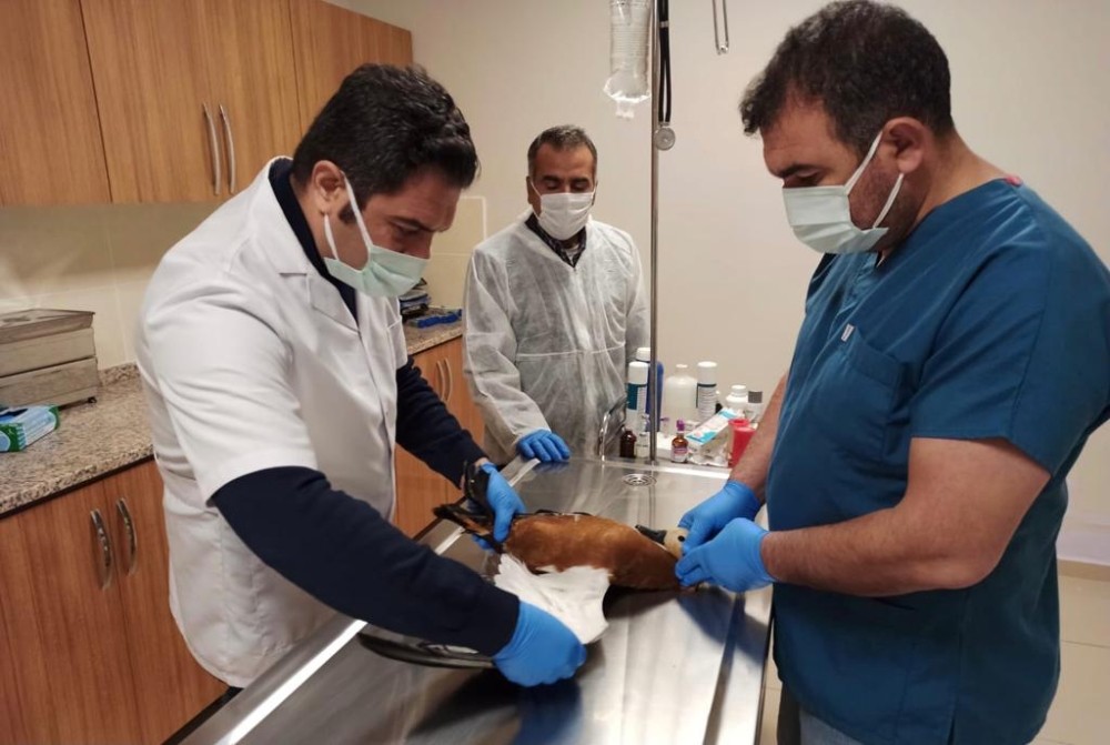 Şanlıurfa’da Avcıların yaraladığı leylek ile angut kuşu tedavi altına alındı