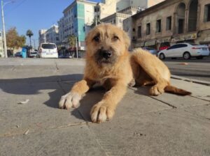Şanlıurfa’da boş kalan cadde sokak ve meydanlar havadan görüntülendi