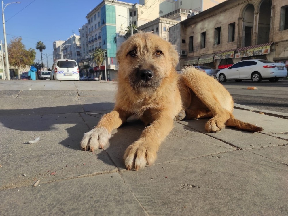 Şanlıurfa’da boş kalan cadde sokak ve meydanlar havadan görüntülendi