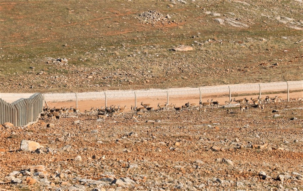 Şanlıurfa’da Koruma altındaki ceylanlar havadan görüntülendi