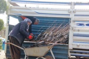 Şanlıurfa’da yeni yılda fıstık fidanı satışları iki katına çıktı