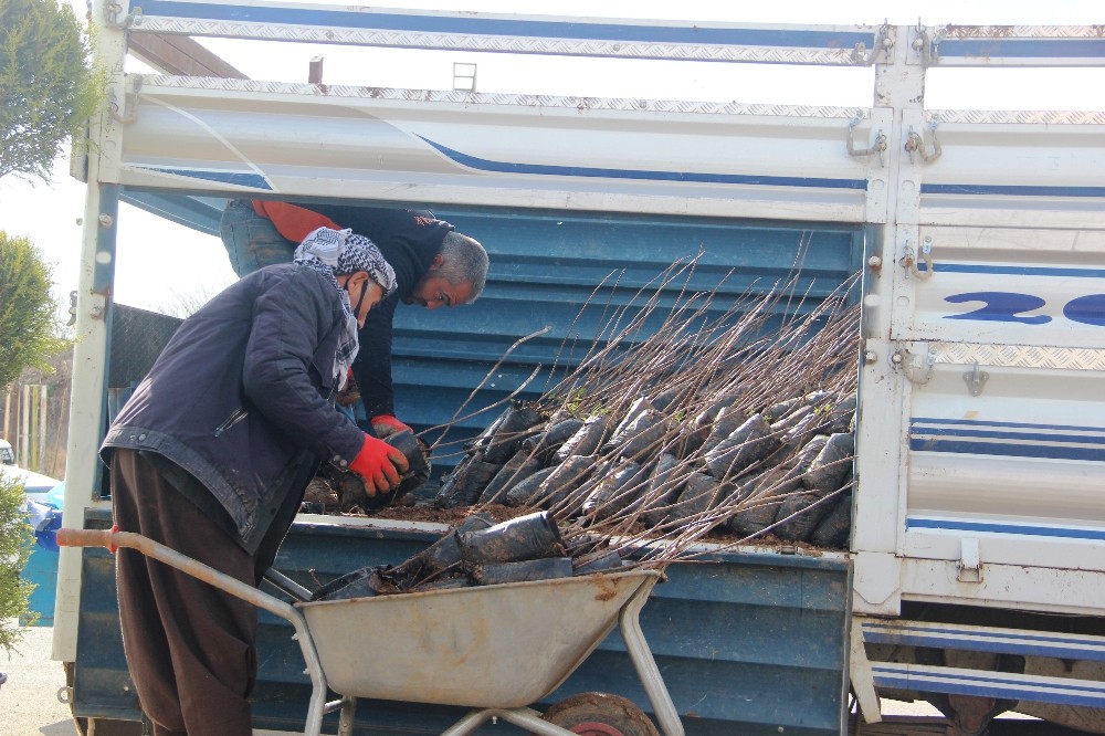 Şanlıurfa’da yeni yılda fıstık fidanı satışları iki katına çıktı