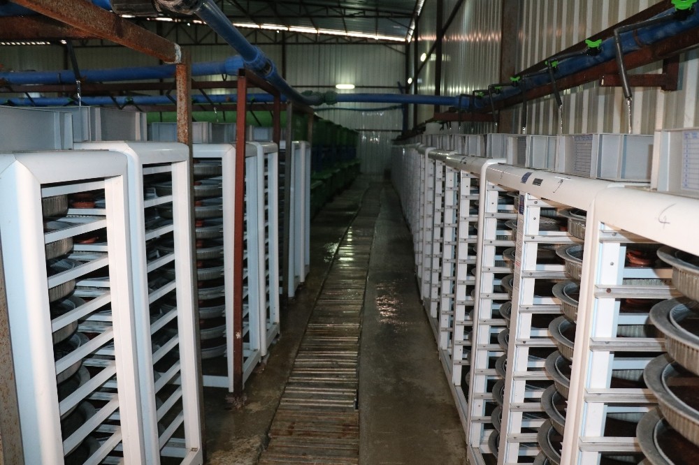 Türkiye’nin balık üretim merkezi: Fırat Nehri