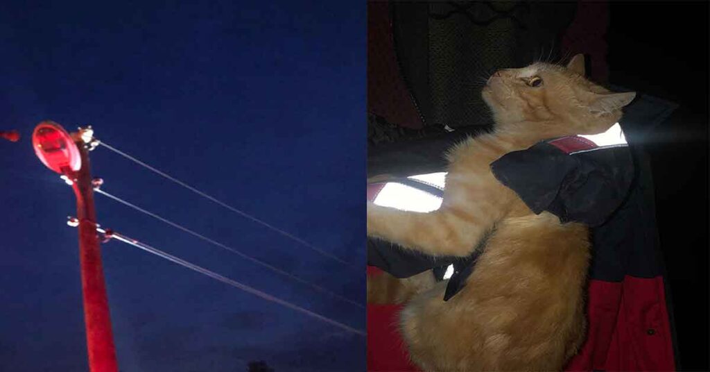 Şanlıurfa’da Kedi Elektrik direğinde mahsur kaldı