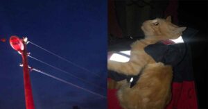 Şanlıurfa’da Kedi Elektrik direğinde mahsur kaldı
