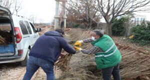 Şanlıurfa’da vatandaşlar nar fidanlarını almaya başladı