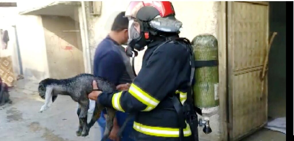 Şanlıurfa’da ahırdaki hayvanlar son anda kurtarıldı