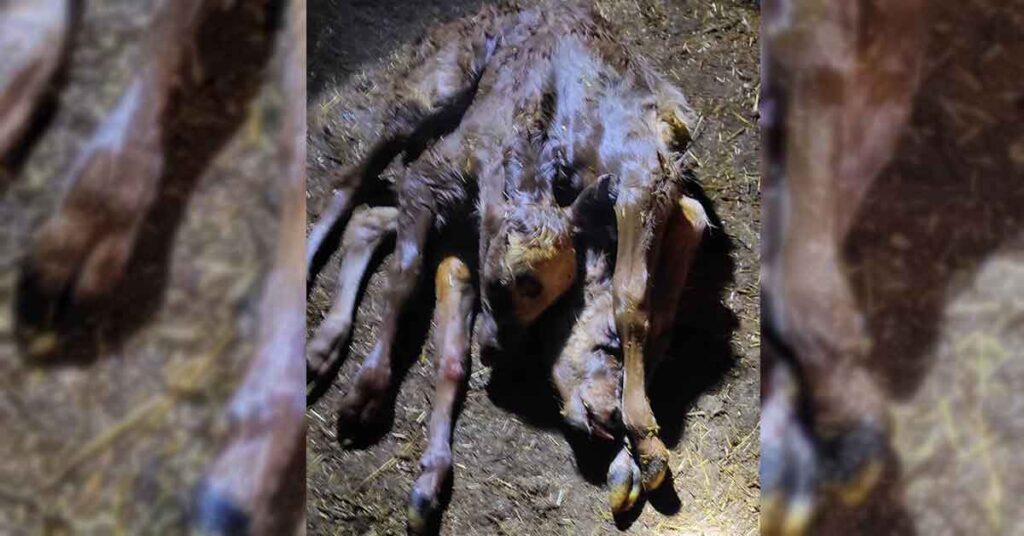 Şanlıurfa’da Doğdu! 2 Kafa, 2 Kuyruk ve 6 Ayağı Var