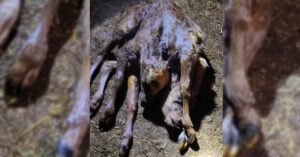 Şanlıurfa’da Doğdu! 2 Kafa, 2 Kuyruk ve 6 Ayağı Var