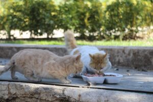 Şanlıurfa’da Hafta sonu sokak hayvanları unutulmadı