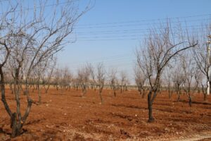 Şanlıurfa’da Hobi Bahçesi Proje çalışmaları devam ediyor