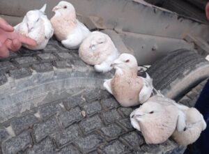 Şanlıurfa’da Sınır kapısında güvercin kaçakçılığı