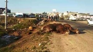 Şanlıurfa’da tır şarampole devrildi, hayvanlar telef oldu