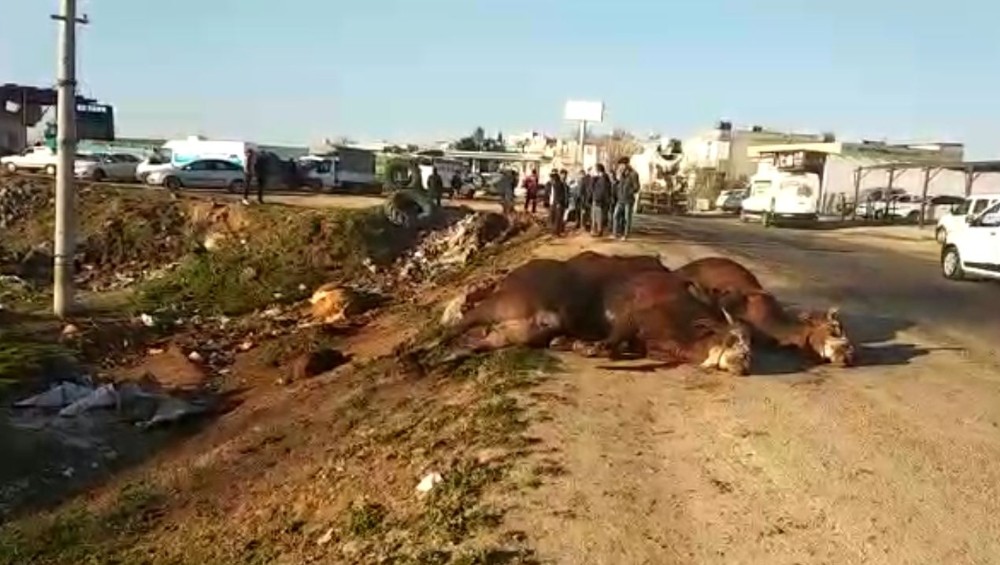Şanlıurfa’da tır şarampole devrildi, hayvanlar telef oldu