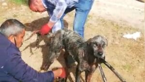 Şanlıurfa’da Uyuz köpeğe motor yağı ile tedavi