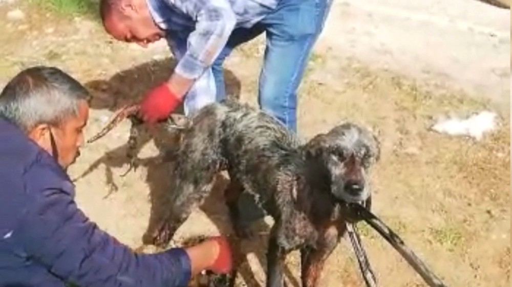 Şanlıurfa’da Uyuz köpeğe motor yağı ile tedavi