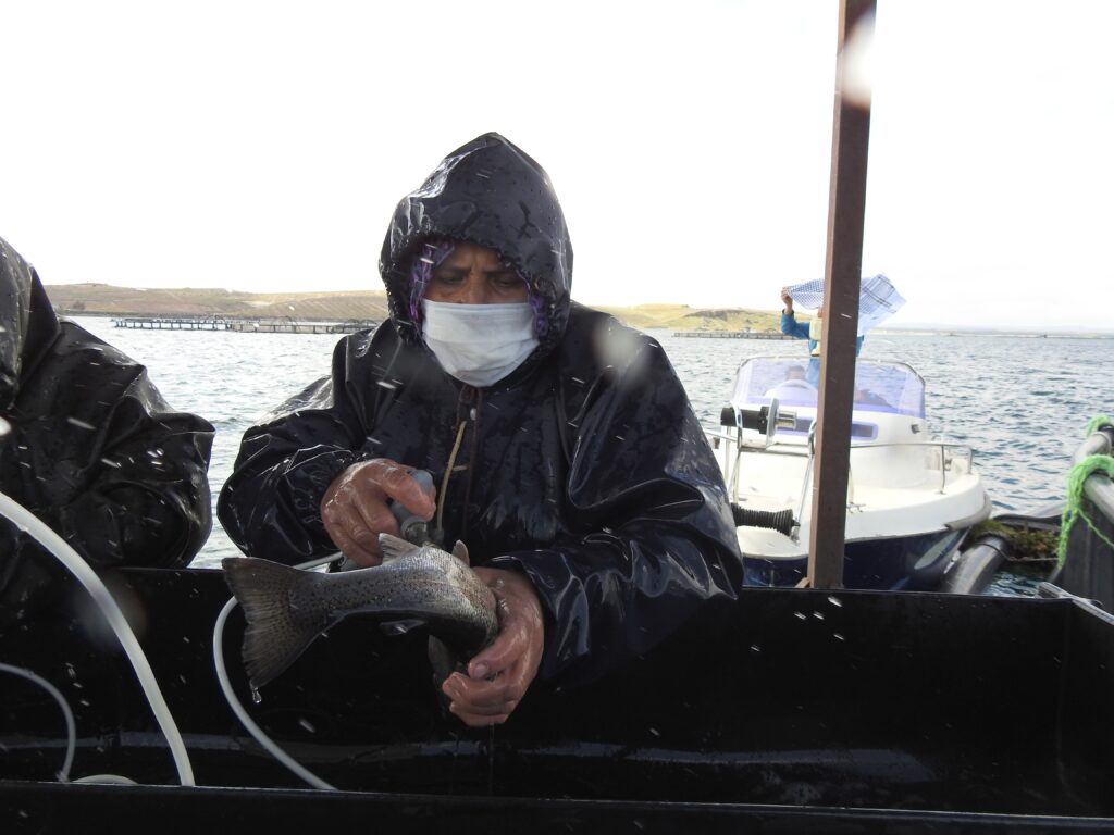 Şanlıurfa’da üretilen yerli aşılarla Milyonlarca balık tek tek aşılanıyor