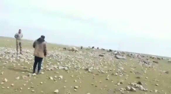 CHP’li Tanal, Ceylanpınar TİGEM çevresinde hayvanlarını otlatamayan çobanların sesi oldu