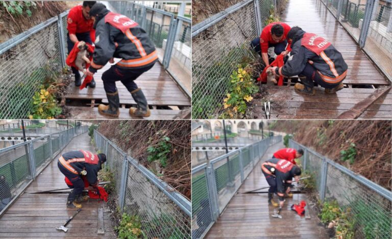 Urfa’da yavru köpek dereye düştü
