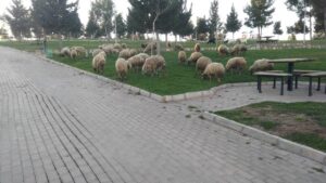 Şanlıurfa’da belediye, bahçıvan yerine keçi ve koyunları kullanıyor