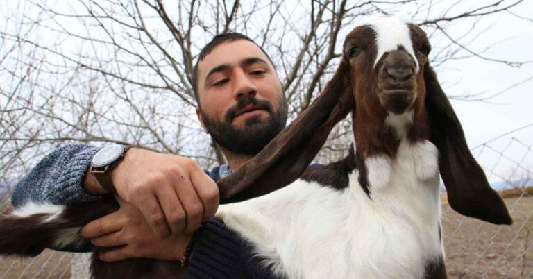 Urfa’dan Aldığı Keçilerle Sürü Sahibi Oldu