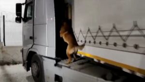 Şanlıurfa’da 2 tırda 52 kilo uyuşturucu madde ele geçirildi