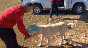 Şanlıurfa’da başına teneke sıkışan köpek kurtarıldı
