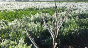 Şanlıurfa’da ekinler dondu