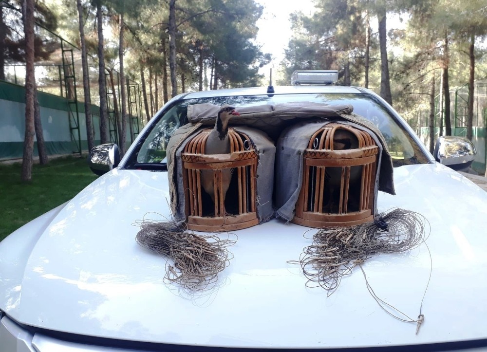 Şanlıurfa’da kaçak keklik avlayan şahıs suçüstü yakalandı