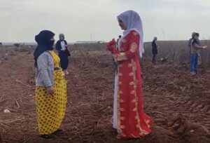 Şanlıurfa’da tarlada çalışan kadınlara 8 Mart sürprizi