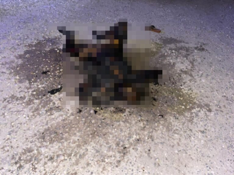 Şanlıurfa’da yanmış kadın cesedinin kimliği belli oldu