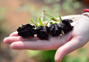Şanlıurfa’da yetişen ’karagül’ tescillendi