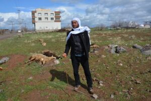 Siverek’te Kopan elektrik teli 11 koyunu telef etti