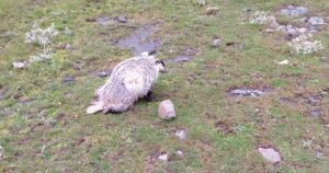 Siverek’te yaralanmış halde bal porsuğu bulundu