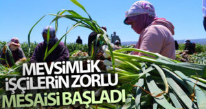 Şanlıurfalı Mevsimlik işçilerin zorlu mesaisi başladı
