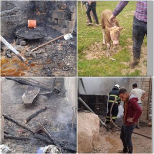 Şanlıurfa’da ahırda çıkan yangında 1 dana telef olurken 1 dana ise kurtarıldı