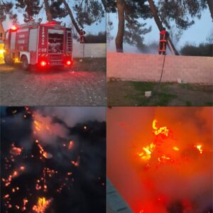 Şanlıurfa’da çok sayıda çam ağacı yandı