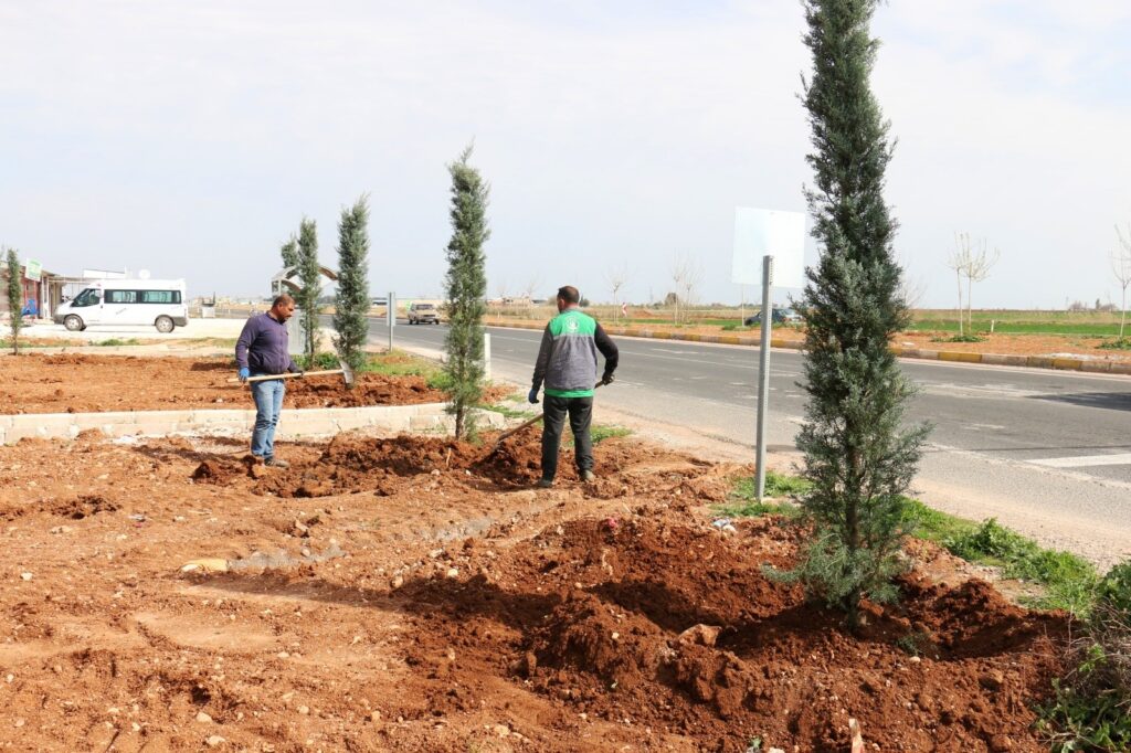 Akçakale ile Harran yolunda ağaçlandırma çalışması