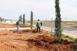 Akçakale ile Harran yolunda ağaçlandırma çalışması