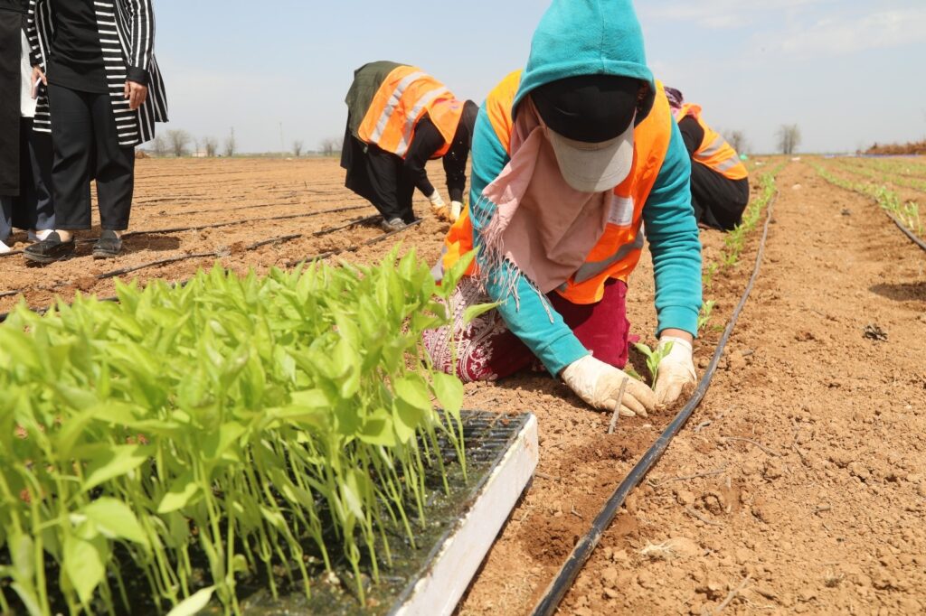 Şanlıurfa yerli tohumlarla kendi biberini yetiştiriyor