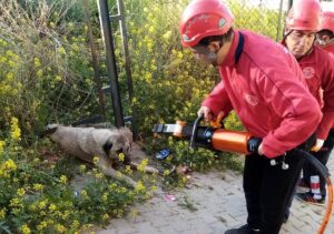 Şanlıurfa’da Demir korkuluk ile duvar arasına sıkışan köpek kurtarıldı