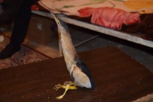 Şanlıurfa’da Nesli tükenmekte olan ’Balaban kuşu’ yaralı halde bulundu