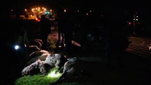 Şanlıurfa’da Otomobil sürüye daldı, 29 hayvan telef oldu